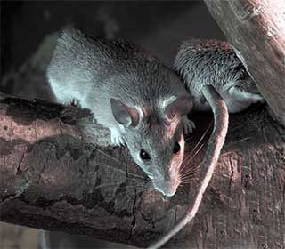 Rodent Proofing | Attic Cleaning Hayward, CA