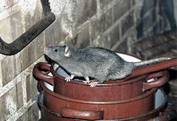 Rodent Proofing | Attic Cleaning Hayward, CA