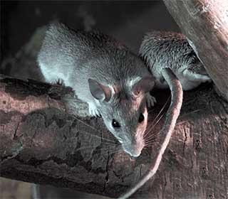 Rodent Proofing | Attic Cleaning Hayward, CA