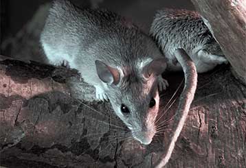 Rodent Proofing Service | Attic Cleaning Hayward, CA Rodent Proofing Service | Attic Cleaning Hayward, CA